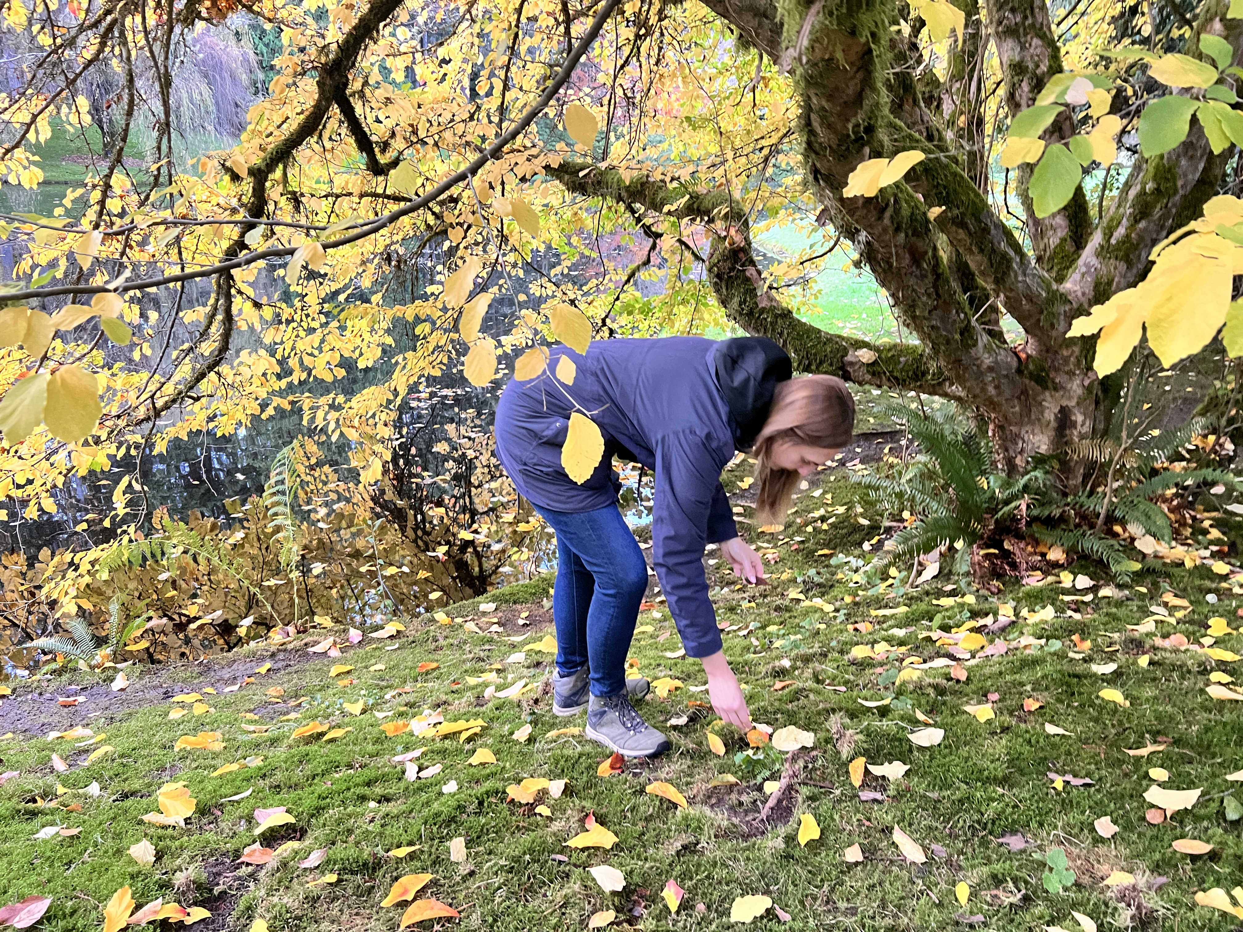 Collecting leaves under the Persian ironwood